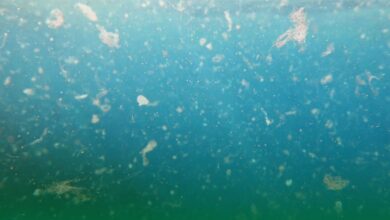 mikroplastik, su