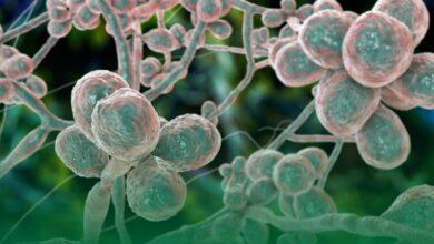 katil mantar, Aspergillus fumigatus, iklim değişikliği,