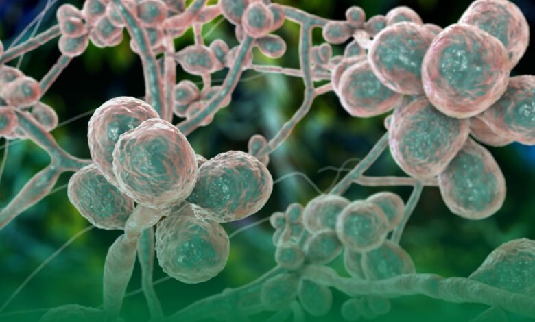 katil mantar, Aspergillus fumigatus, iklim değişikliği,