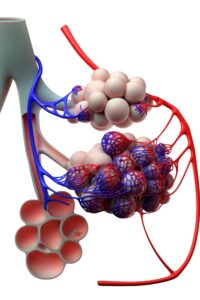 katil mantar, Aspergillus fumigatus, iklim değişikliği, 