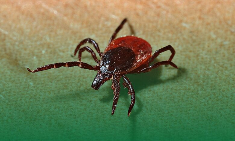 kene, kırım kongo kanamalı ateşi, evcil hayvan,