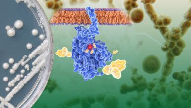 yeni bir pandemi, mantar enfeksiyonları, antifungal direnci,