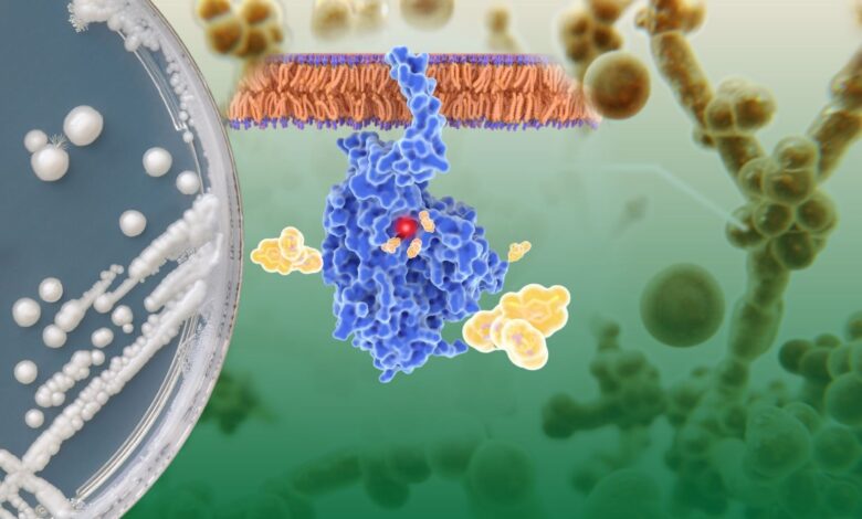 yeni bir pandemi, mantar enfeksiyonları, antifungal direnci,