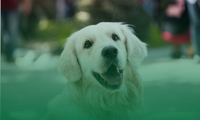 köpekler, keneler, önlem, yaz ayında gizli tehlike