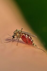 sivrisinek kaynaklı hastalıklar, chikungunya, sivrisinek ısırığı