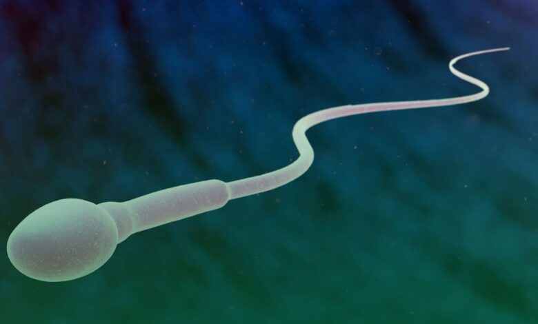 sperm,