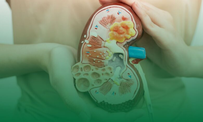 böbrek taşı, bakteri, araştırma,