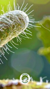 böbrek taşı, bakteri, araştırma,