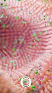 mikrobiyota, bağırsak, yaşlılık,