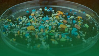 mikroplastik, prostat, kanser,