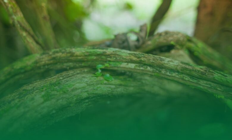 dmt, depresyon, tedavi,