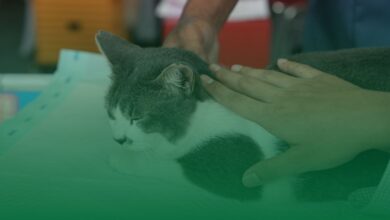 kedi, kanser,