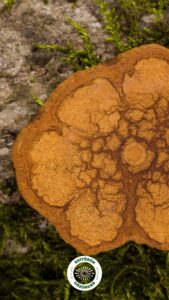 dmt, depresyon, tehlike,