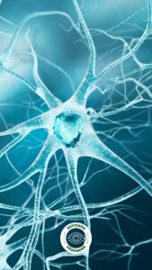 vagus siniri, sinir sistemi, mucize,