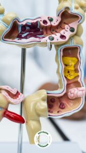 bağırsak yaşı, sağlık,