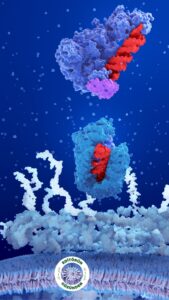 melanom, protein, keşif,