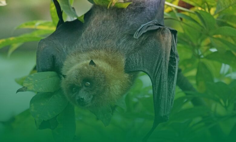 yarasa, virüs, aşı,