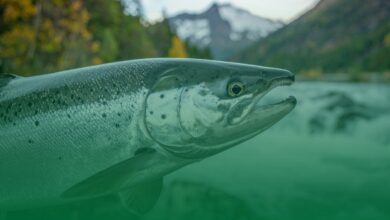 kornea, balık pulu,