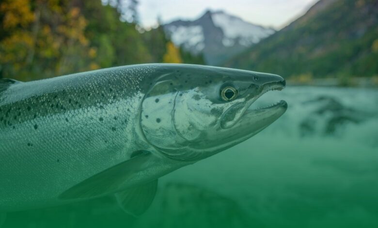 kornea, balık pulu,