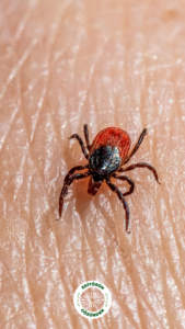 kene, lyme hastalığı,